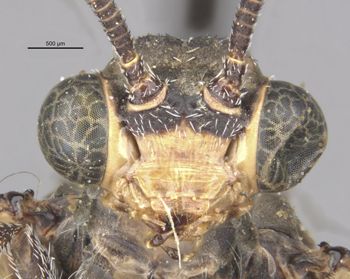 Media type: image;   Entomology 10619 Aspect: head frontal view